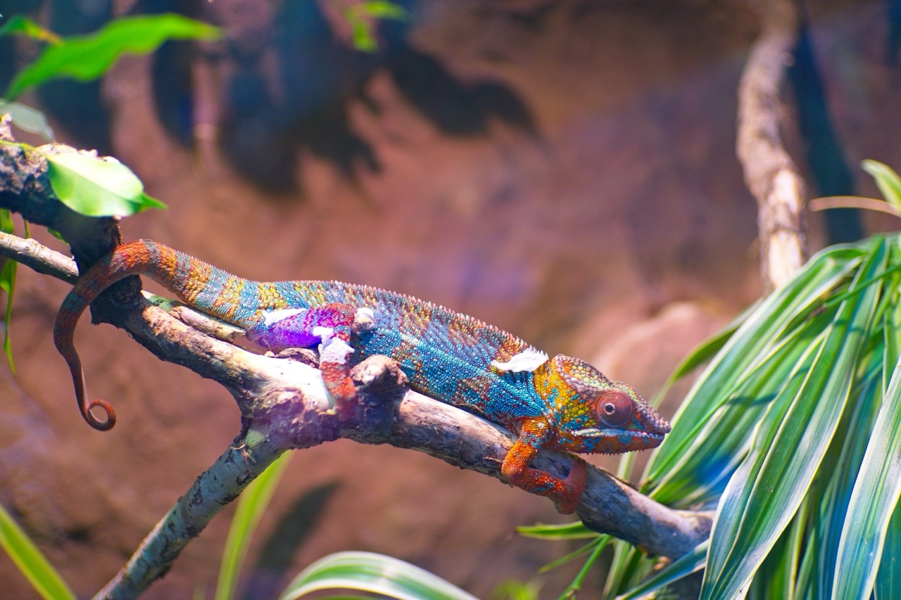 Men`s best friend. Or is it?